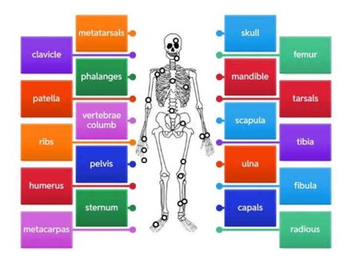 Bones